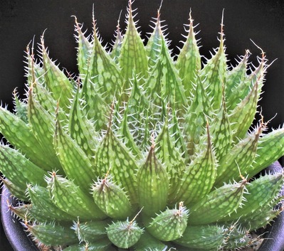 hexia 10-318-1  D=8  (3)