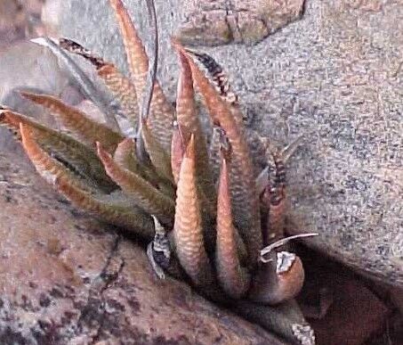 新種紹介 : 日本ハオルシア協会 Official Blog