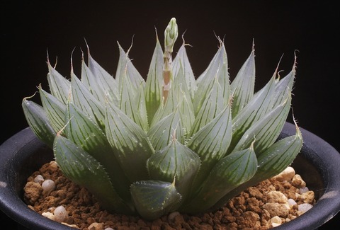 (3) indica 12-136-4  D=9