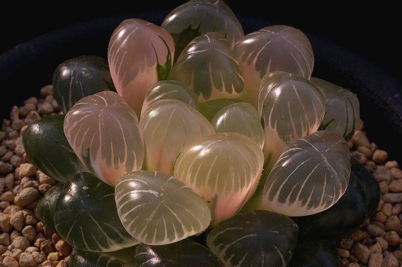 紫オブト錦 花紫 日本ハオルシア協会 Official Blog