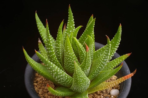 写真(7) H. kingiana hyb. MH 06-322-4 D=9