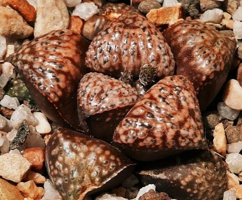 ガーネットスター Garnet Star (2)