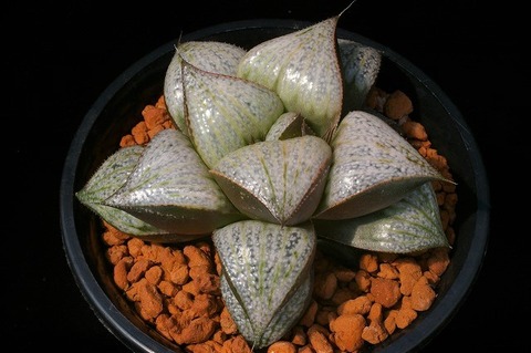 写真4　ナターシャ　D=7.5