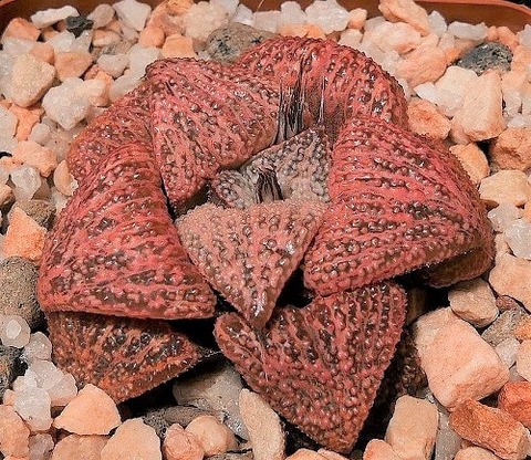 10 splendens moonga original color  resized  (2)