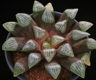 ⑤ 天狼コレクサ D=11.5 8893