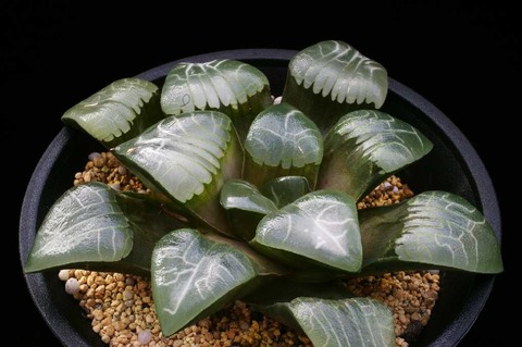 アロワナ D=13.5 LW＝3　(1).JPG