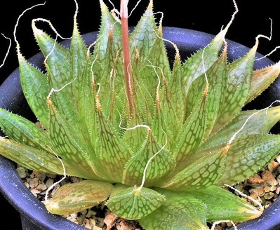 nortieri 07-70-6 D=9.3  (3)