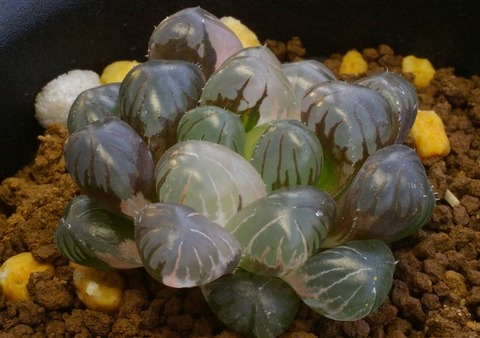 写真6 紫オブト錦 D=4