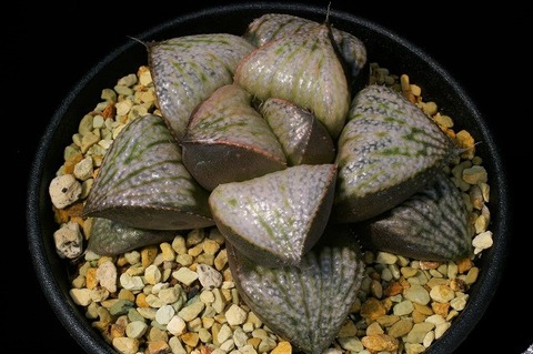 写真3　ナタリー　D=7.5