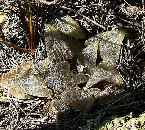 5  H. essiei By Mrax