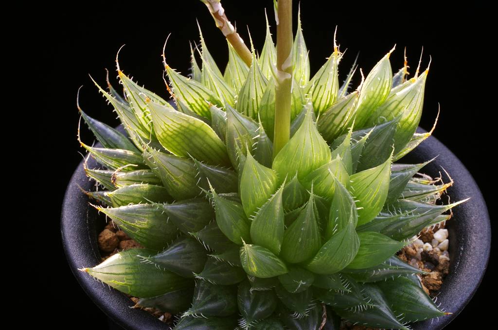 Calaensis : 日本ハオルシア協会 Official Blog