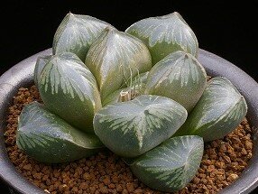 IMGP8578 桃太郎 D=10.5 LW=3.5  (2)