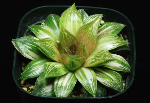 6-agnishyb-HosikageNoStella-oshio