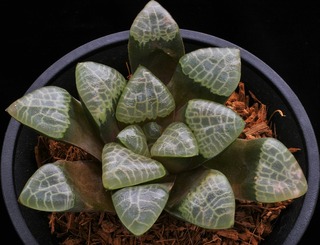 ④ 竜華珠 D=12.5