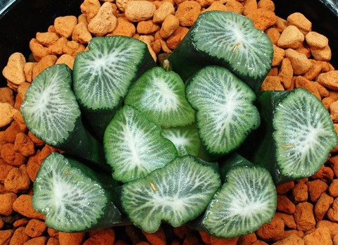 0233 明星 山本洋史