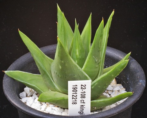 写真11　stevenii ３