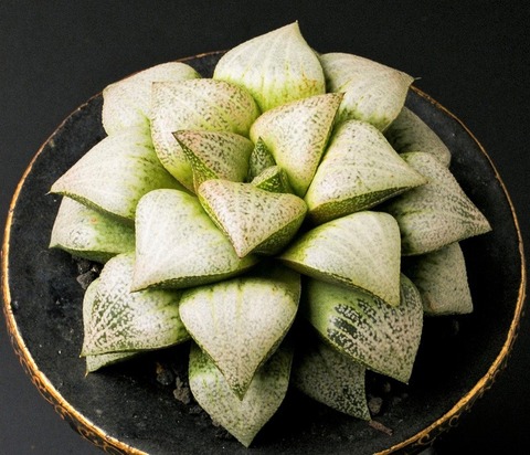 金賞 鸞山 径11cm