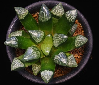 ⑦ マイウェイ 19-39 D=9 8851