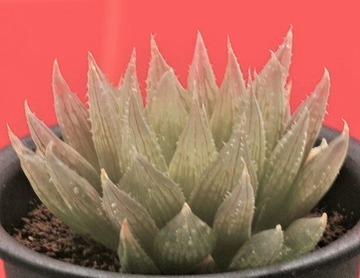 ⑭ H. crystallina 「ナタデココ」 MH 05-175-4 D=8cm