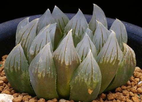 stayneri ex hort D=5 (一般に流通している株とはやや異なる。)