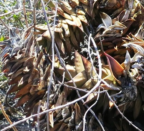 Astroloba marxii wild 1