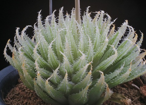 写真2. H. crystallina