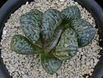 ⑥ H. hybrid 「キングマリリン」 D=7cm LW=3cm