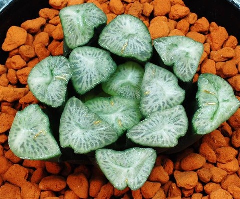 0229 初冠雪(重複名)山本洋史