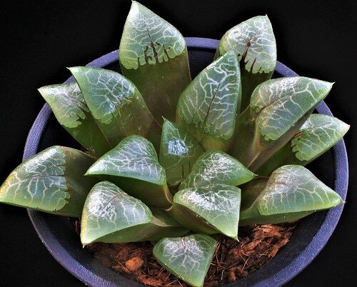 ★ ハオルシア品種名総覧 日本ハオルシア協会 ★ ハオルシア品種名総覧 = Total list of haworthia cu… - メルカリ