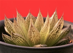 ⑪ H. livida 「嵐が丘」 D=6.5cm