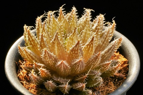 Photo 8 H. hexia nom. nud. D=7