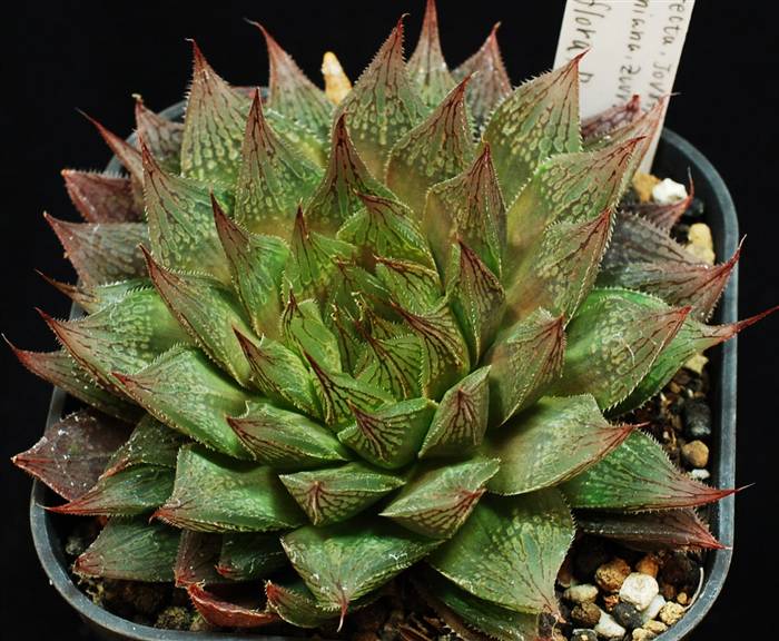 ハオルシア・多肉植物フェア2015 品評会出展作品紹介 3／10