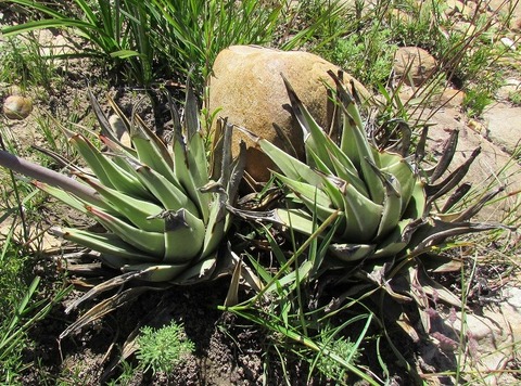 写真４　Rotterdam  (2)