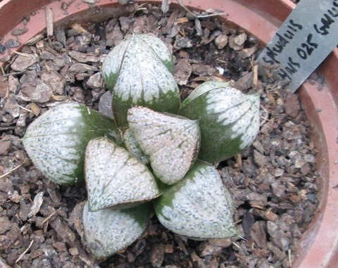 写真1　ホワイトサミット　Martin Scott 氏のフェイスブックより