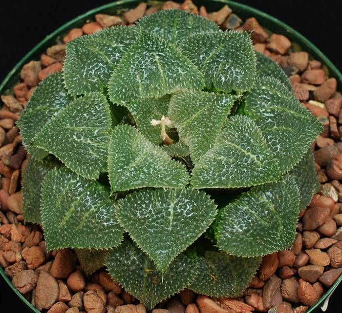 ★ ハオルシア品種名総覧 日本ハオルシア協会 ★ ハオルシア品種名総覧 = Total list of haworthia cu… - メルカリ