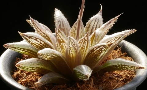 Photo 5 H. lividioides nom. nud. D=8