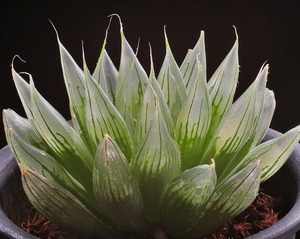 indica 12-136-1  D=8.5  IMGP7918 (2)