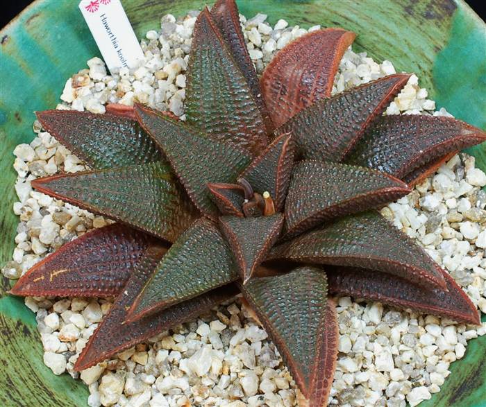 ハオルシア・多肉植物フェア2015 品評会出展作品紹介 3／10