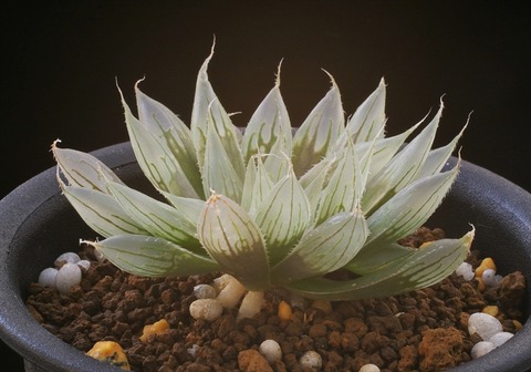 (6)indica'アパタイト'14-331-5 D=6.5