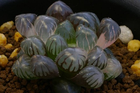 写真4 紫オブト錦 D=4