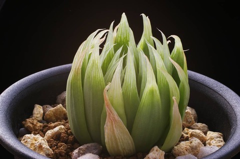 写真2 H. cineraria 04-122-2 D=6 Apieskloof JDV 91-81