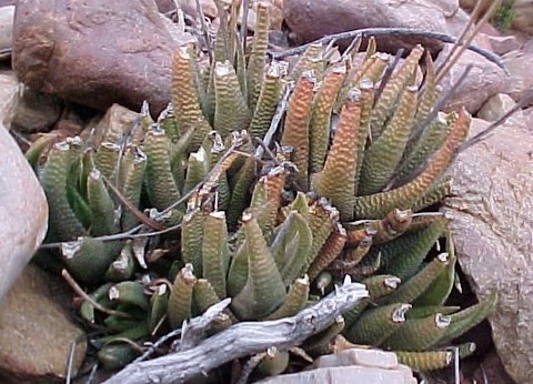 12   H. eborina  By de Vries