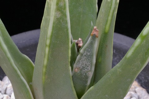 写真８　粉吹rotteria