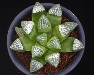 ⑧ トロイカ 20-215 D=8.5 8850