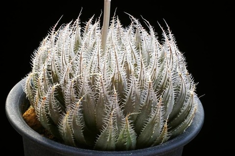  写真6 H. rava  06-279-6＝GM 554 Paddafontein cross  D=8