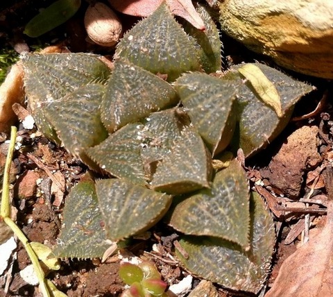 新種紹介 追補 : 日本ハオルシア協会 Official Blog