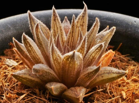 Photo 4 H. cf. livida D=4