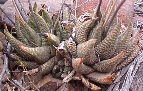 9 H. eborina  By de Vries