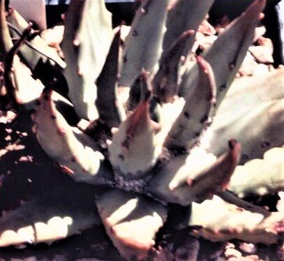 写真３ 白肌maxima  (2)