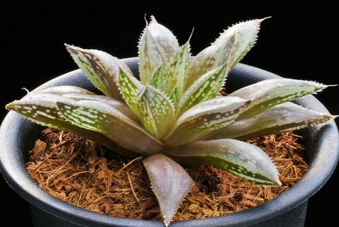 Photo 6 大型 lividioides D=10